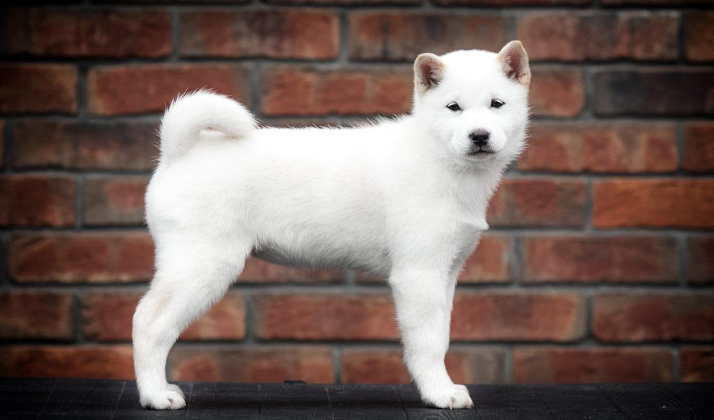 hokkaido dog posed against a brick wall