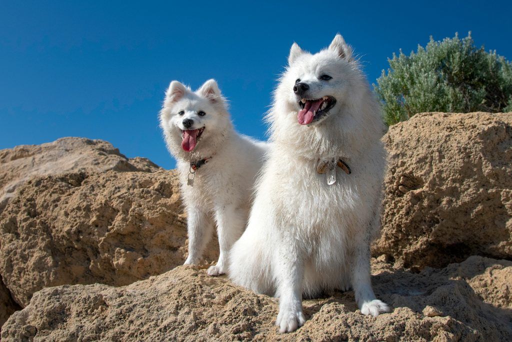Two Japanese Spitz dogs  sitting on a rocky outcrop