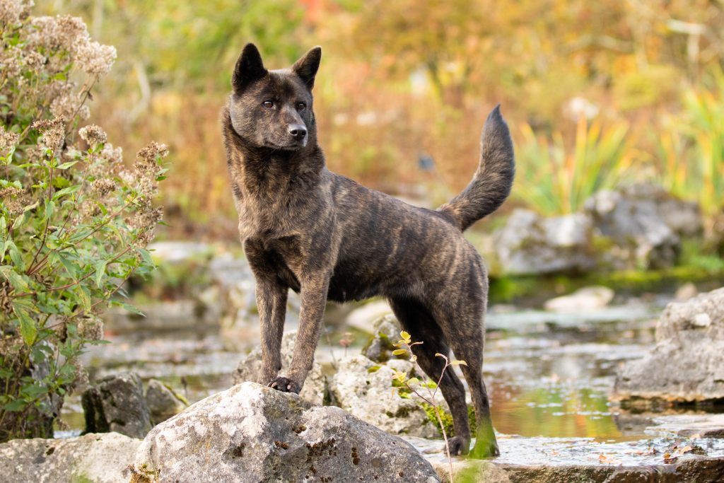 A kai ken spitz dog standing on a rock in a creek looking out at something