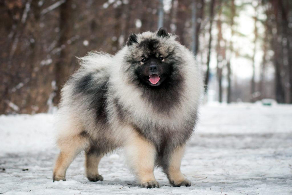 Keeshond spitz dog posing on snow in the woods