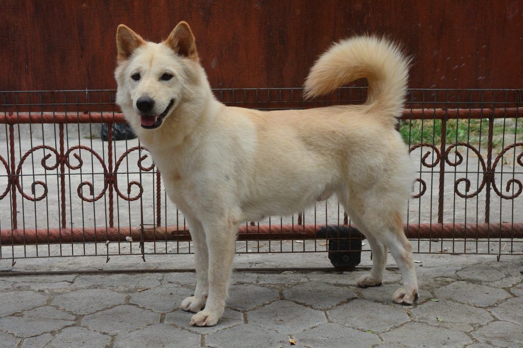 kintamani dog spitz breed in front of an iron gate