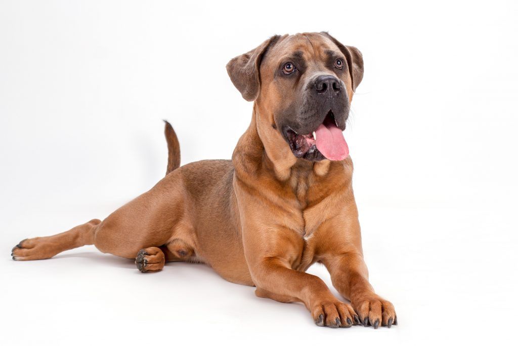 Red Cane Corso isolated on white background