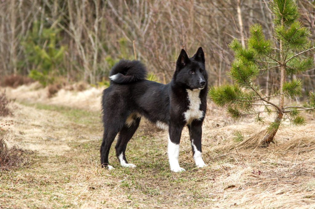 russo-european laika on point on a wooded path
