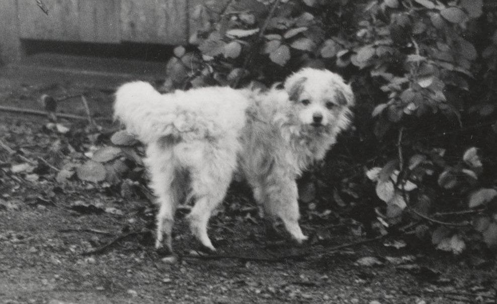 old black and white photo of a salish wool dog