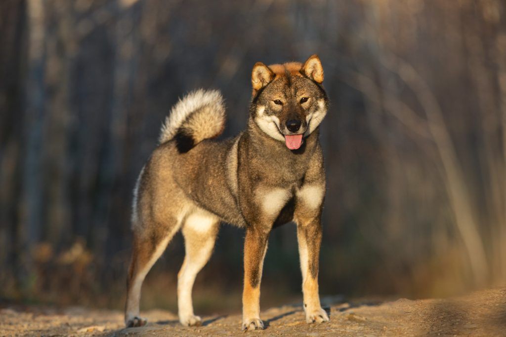 shikoku spitz breed dog on a path in the woods