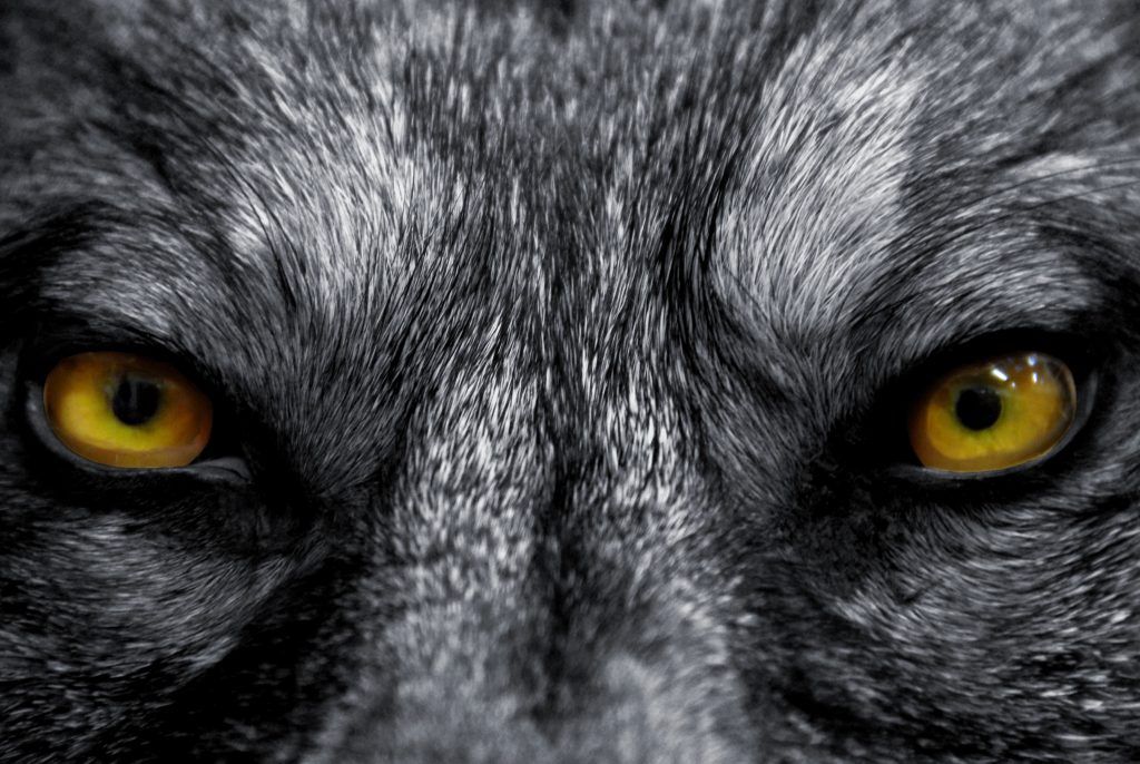 Close up image of the yellow eyes of a wolf