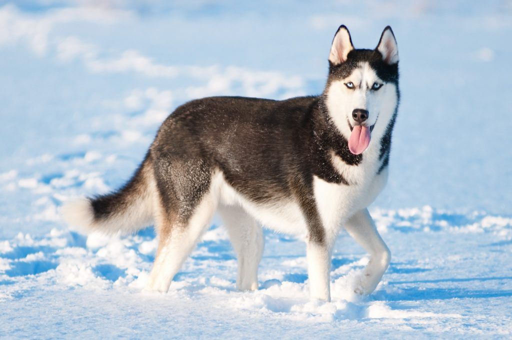 Siberian husky spitz breed dog trudging through snow