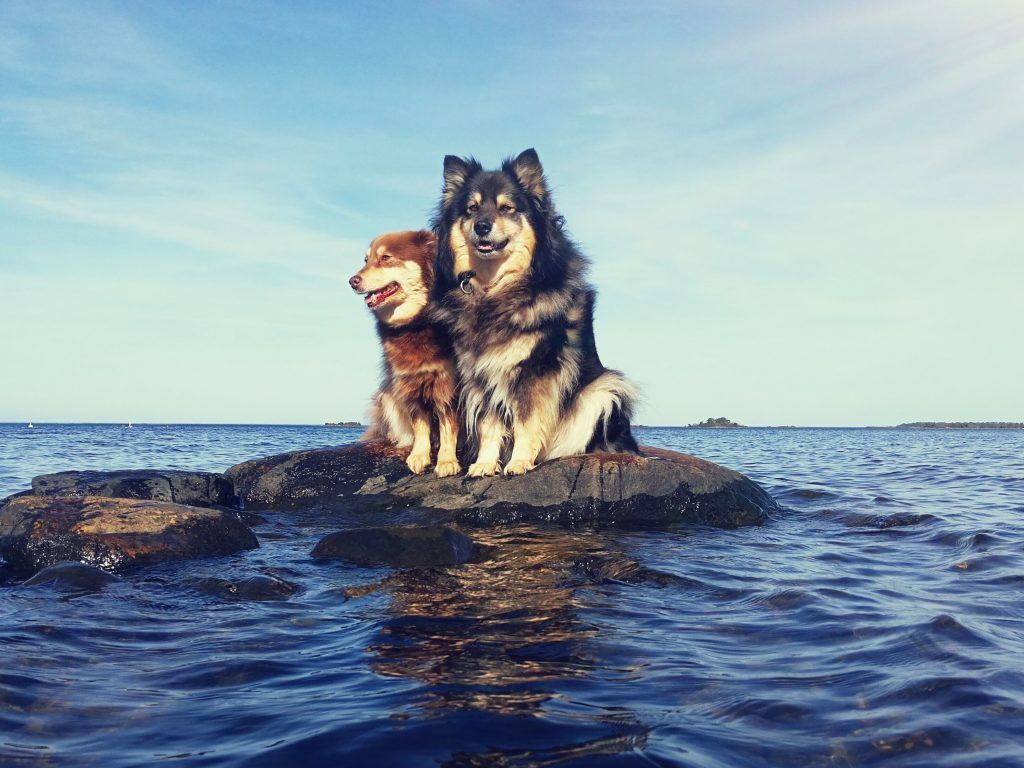 two swedish lapphunds sitting on a small rock above the water