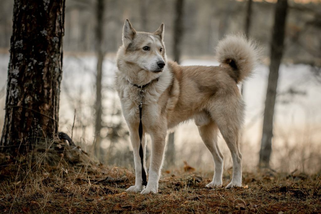 west siberain laika in the woods looking at something off camera