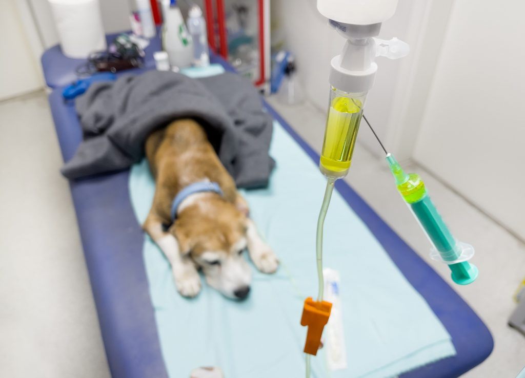 Beagle receiving IV fluid treatment