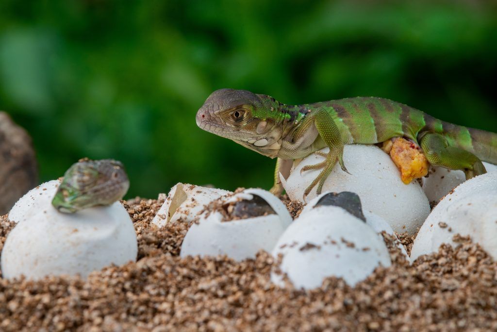 Green iguanas hatching from their eggs.