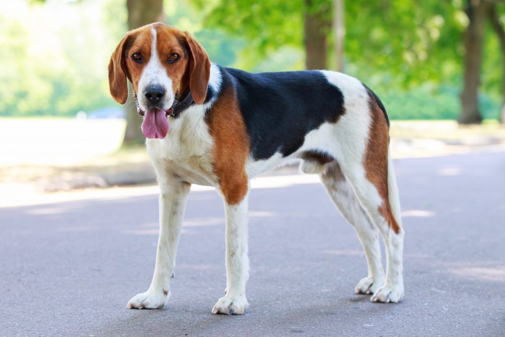 American foxhound posing on a walking path - hunting breeds