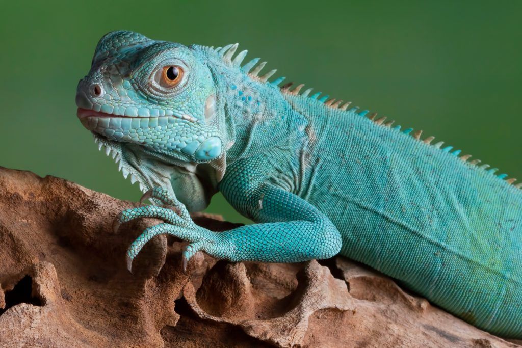 Axanthic blue iguana - green iguana morph