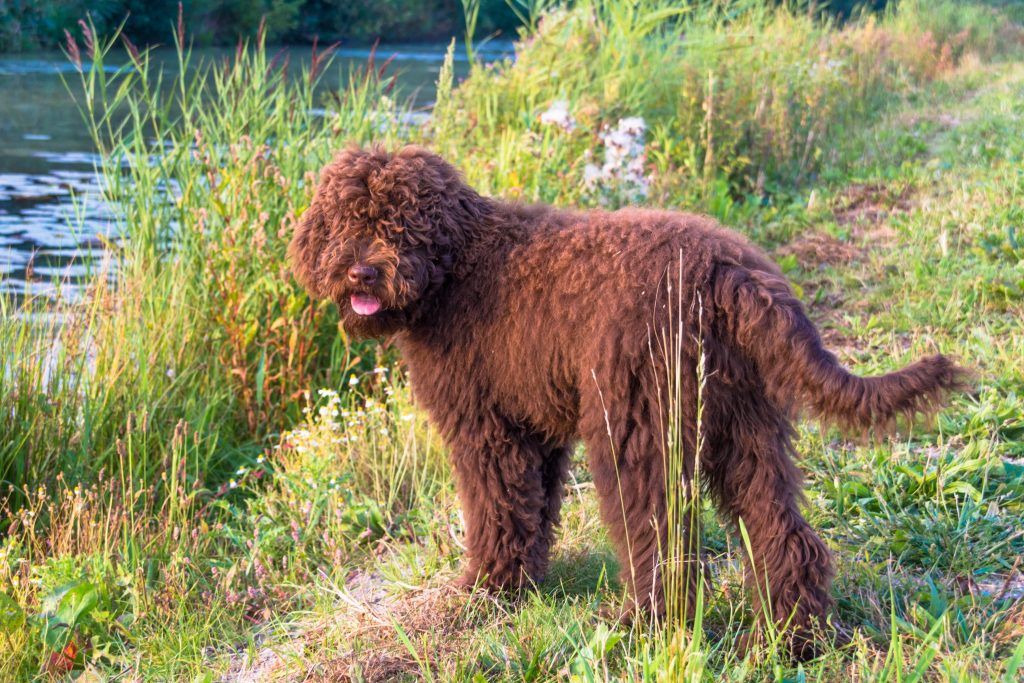 Barbet dog breed in tall grass next to a river - hunting breeds