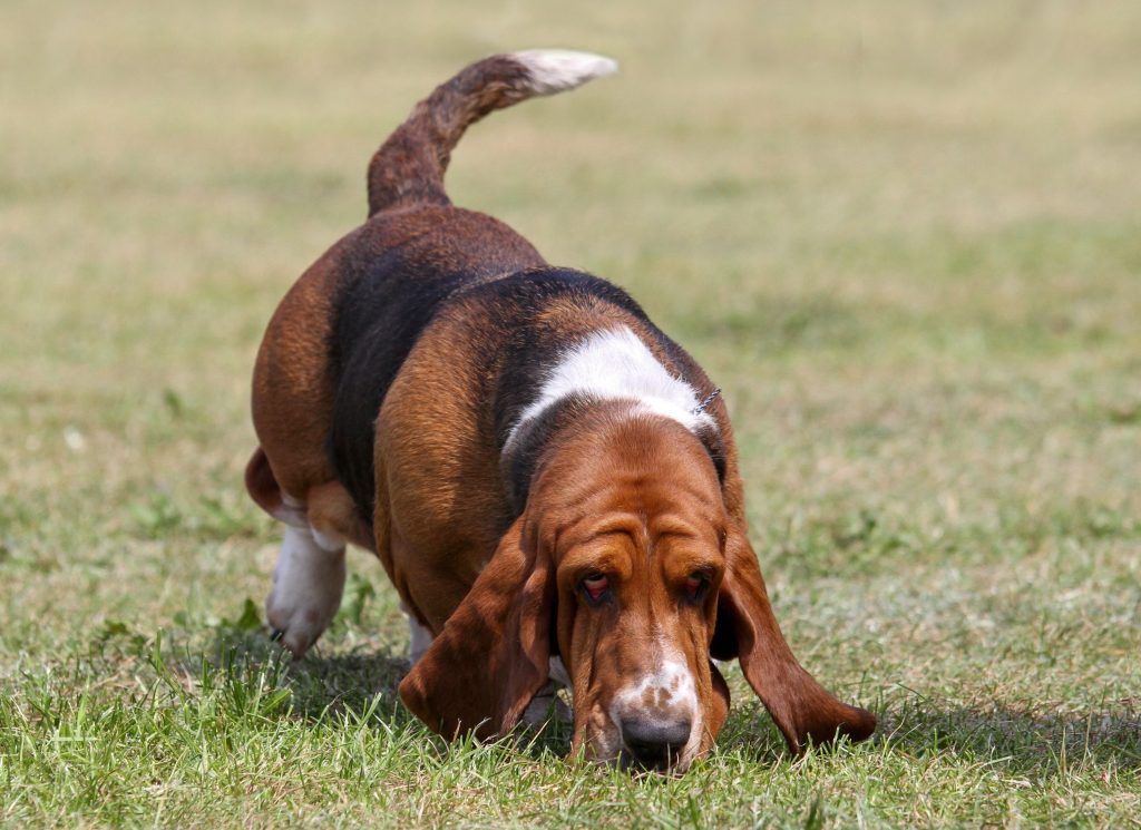 Basset hound sniffing the ground tracking wild game - hunting breeds