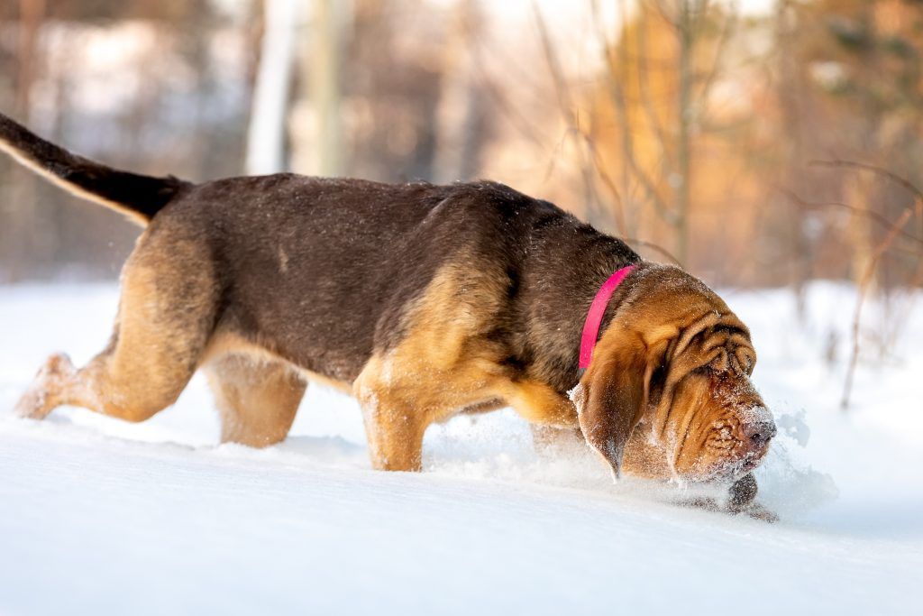 Bloodhound scent tracking in deep snow - hunting breeds