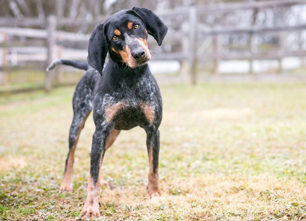 Bluetick coonhound with head cocked to the side looking at the camera - hunting breeds
