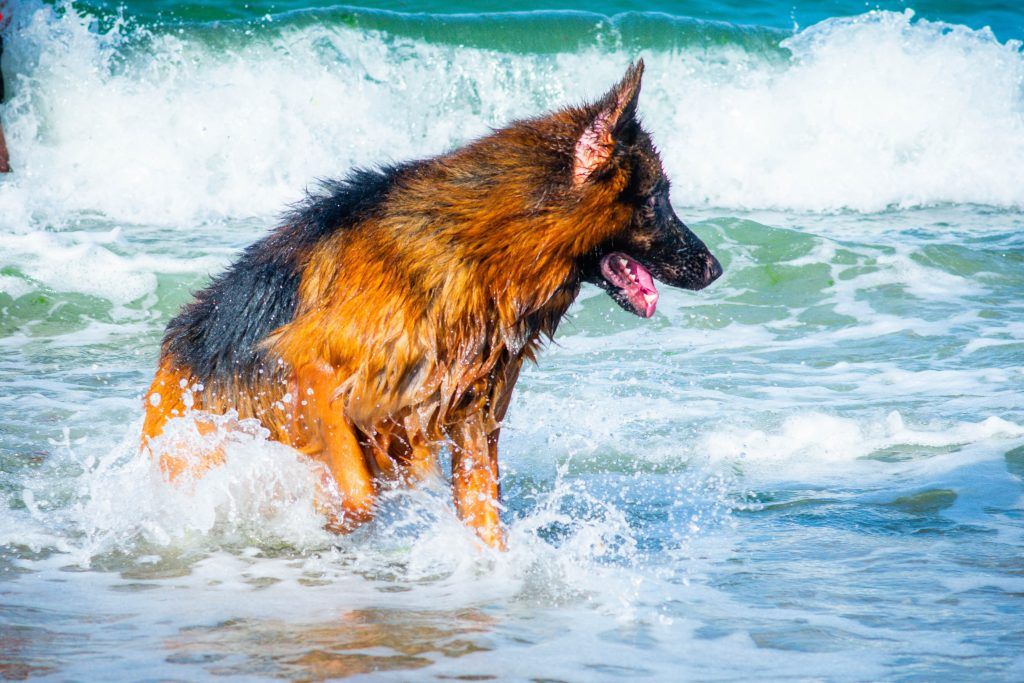German shepherd playing in the ocean waves