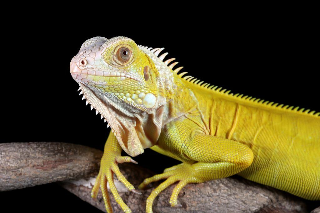 Hypomelanistic iguana - green iguana morph