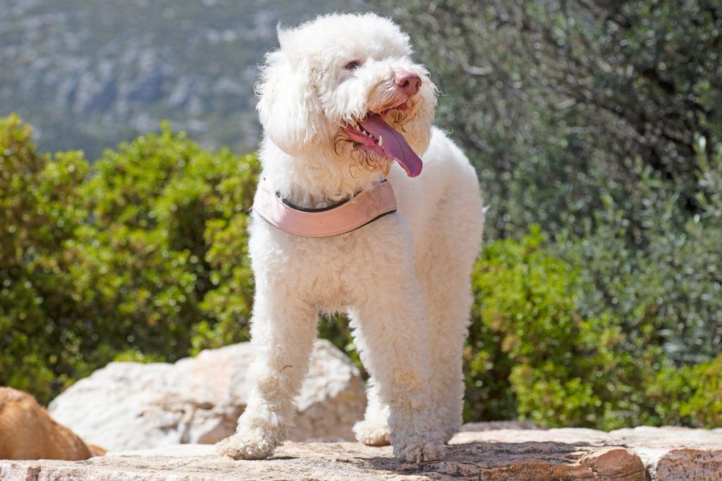White lagotto romagnolo standing on a rock overlooking a cliff - hunting breeds