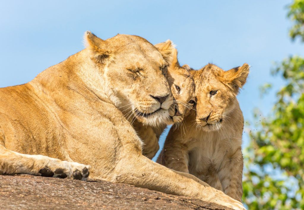 Lion family bunting, rubbing faces together