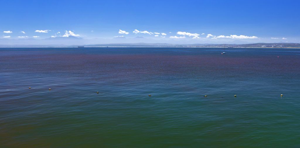 large red tide algae bloom in the ocean