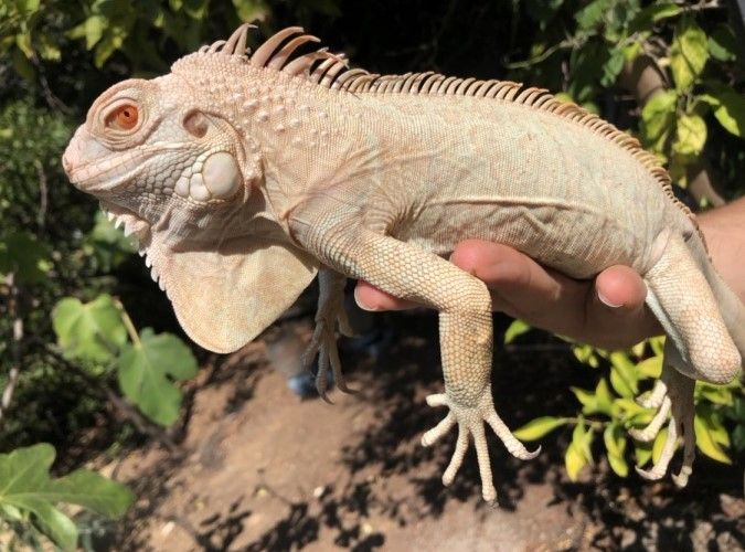 Snow Iguana, mix of albino and axanthic genes - green iguana morph