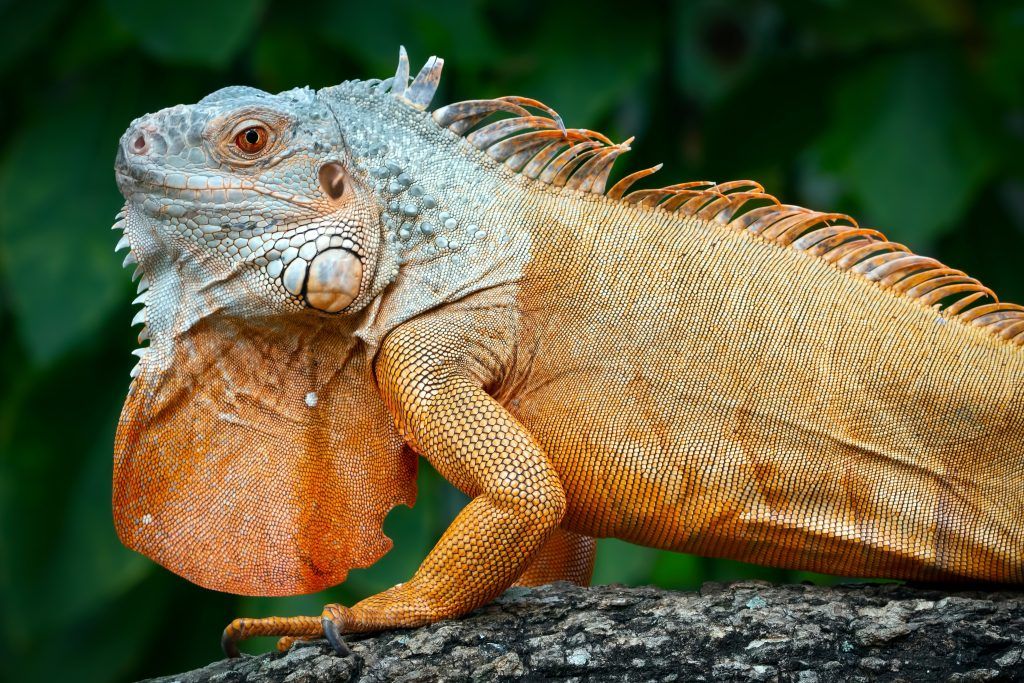 True red iguana