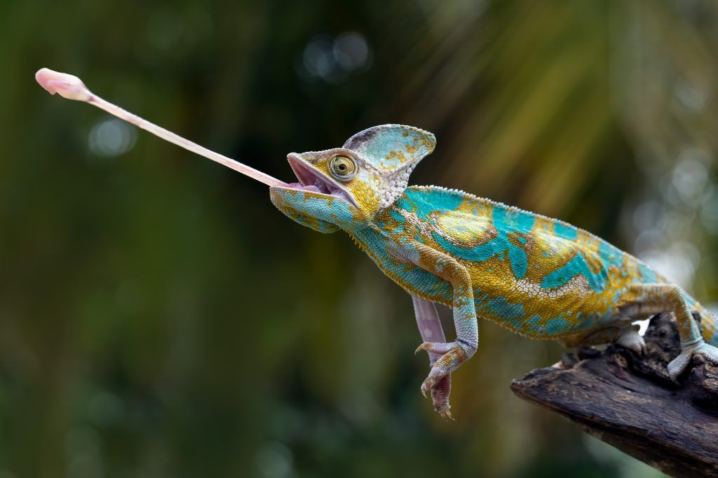 pied veiled chameleon catching food with it's tongue
