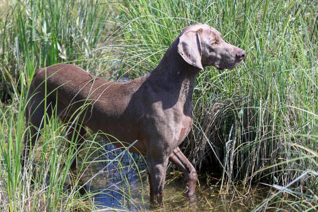 Weimaraner dog tracking game birds through a creek - hunting breeds