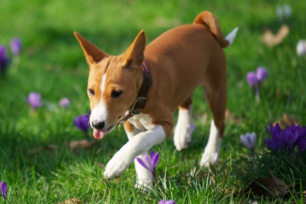 Basenji dog walking through grass and flowers