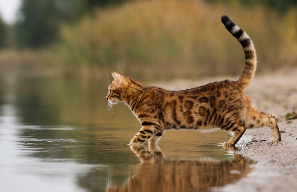 Bengal cat approaching water while hunting