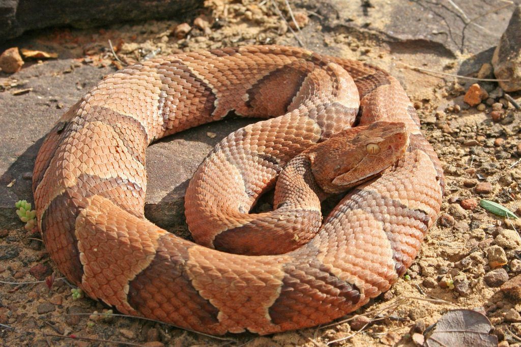 Copperhead snake - Agkistrodon contortrix venomous snake found in Oklahoma