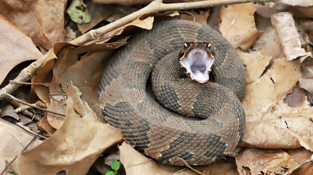 Cottonmouth snake - Agkistrodon piscivorus venomous snake found in Oklahoma
