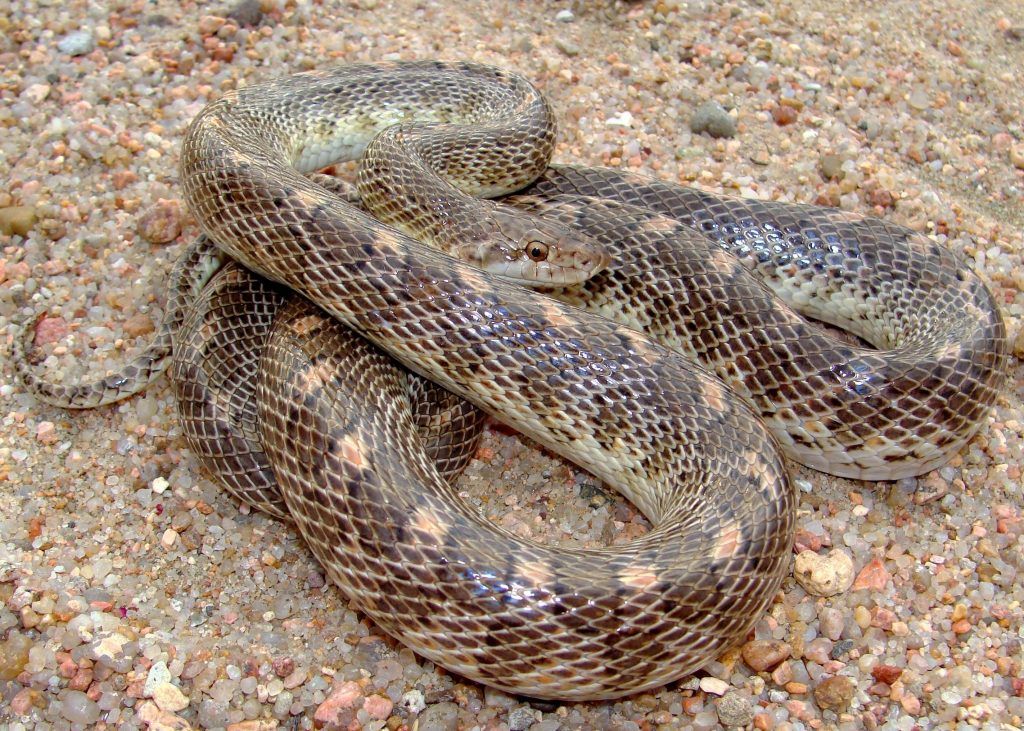 Glossy snake - Arizona elegans