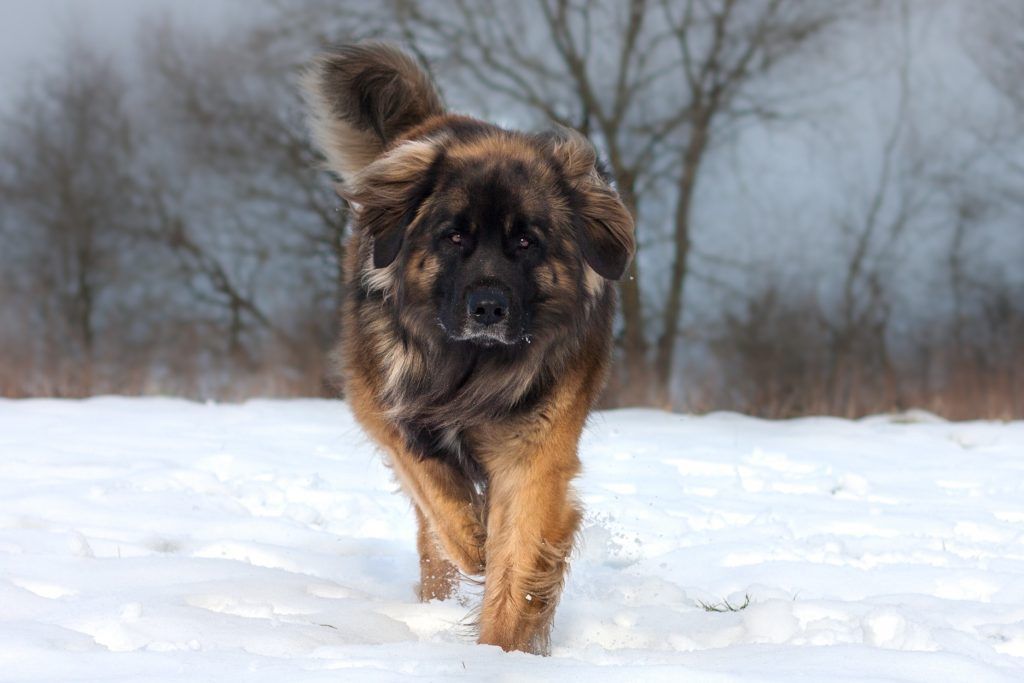 Large Leonberger dog walking through snow directly toward the camera