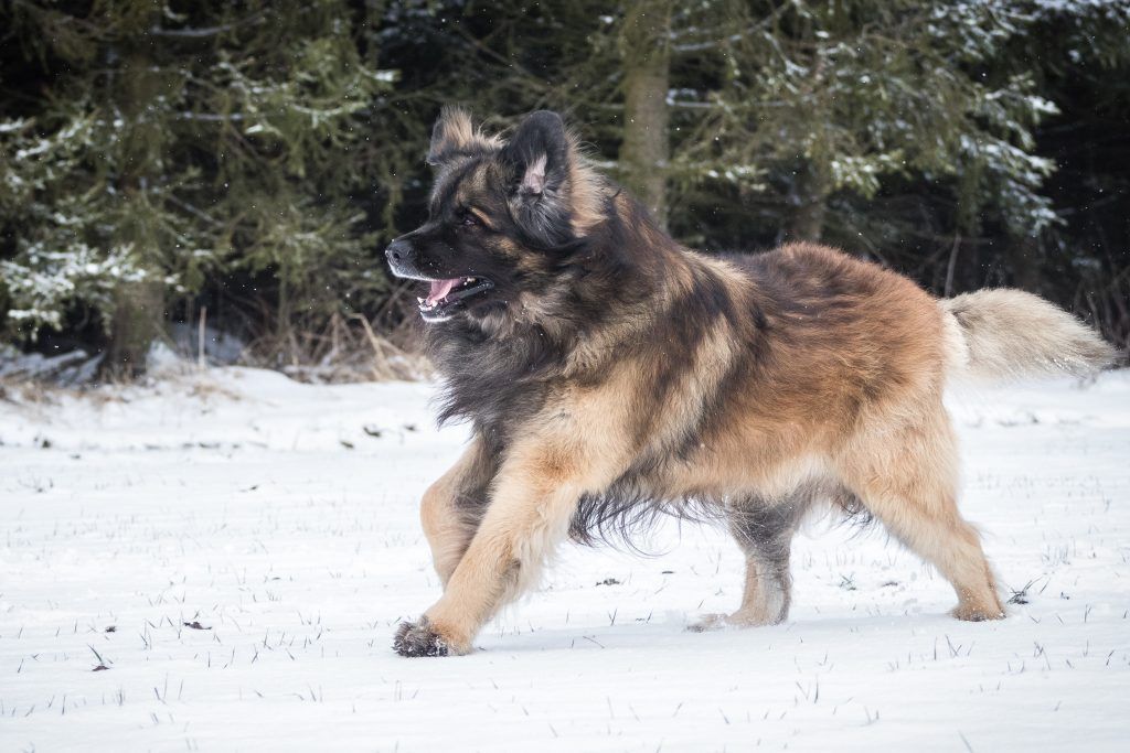 Leonberger running and playing in snow - rarest dog breeds in the united states
