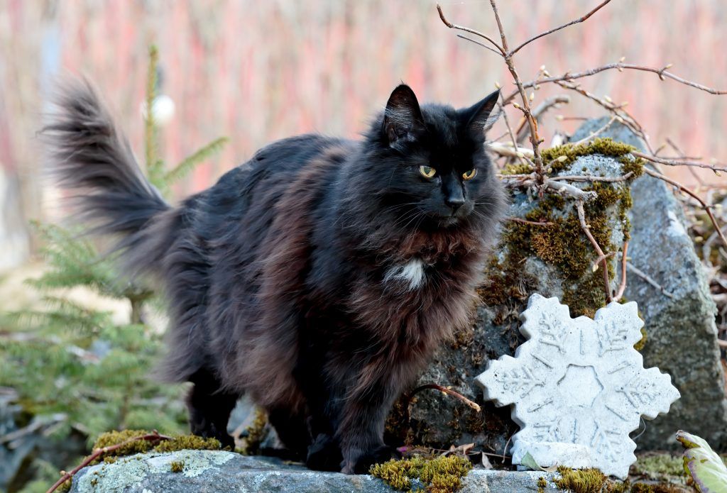 Black Norwegian forest cat hunting outside