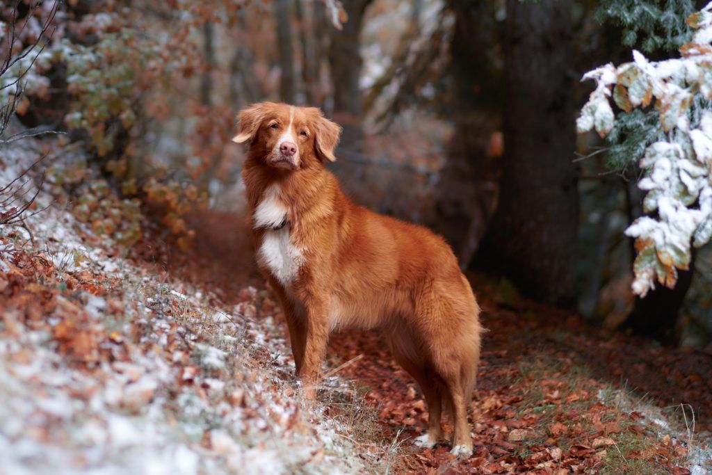 Nova Scotia duck tolling retriever in the woods during fall