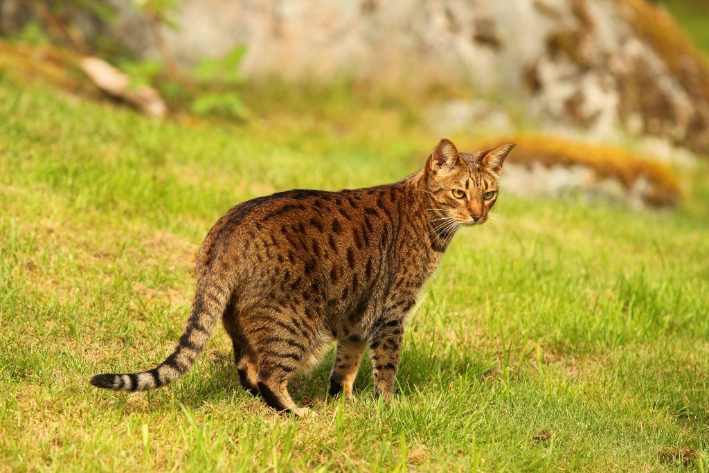 Ocicat prowling through grass