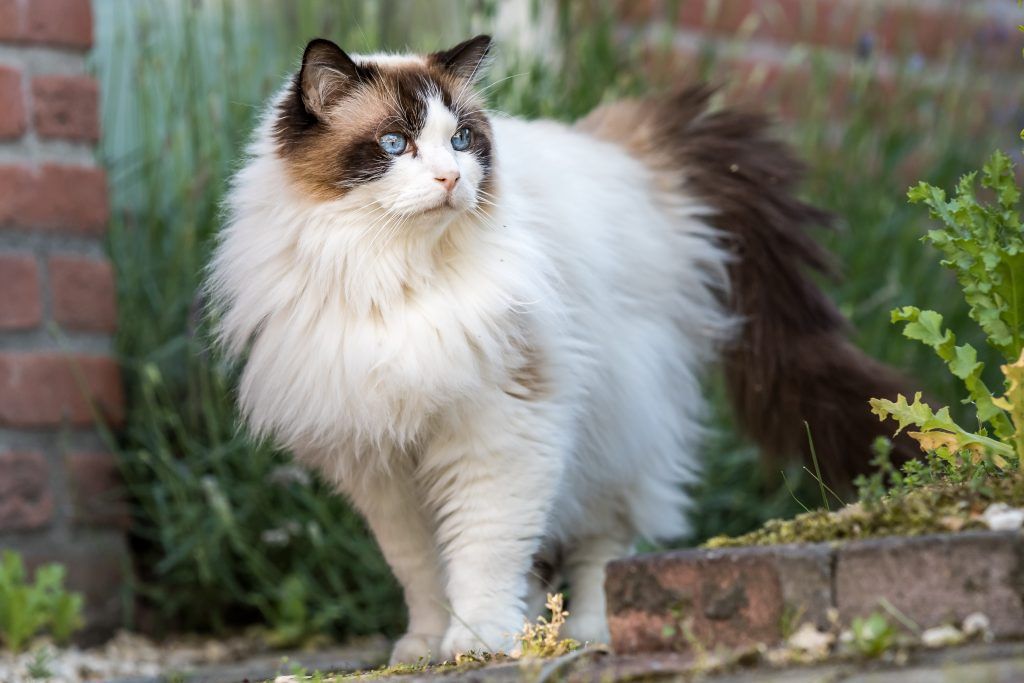 large ragdoll cat outside in the yard