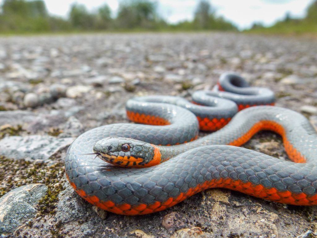Ringneck snake - Diadophis punctatus
