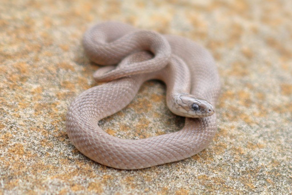 Rough earth snake - Haldea striatula