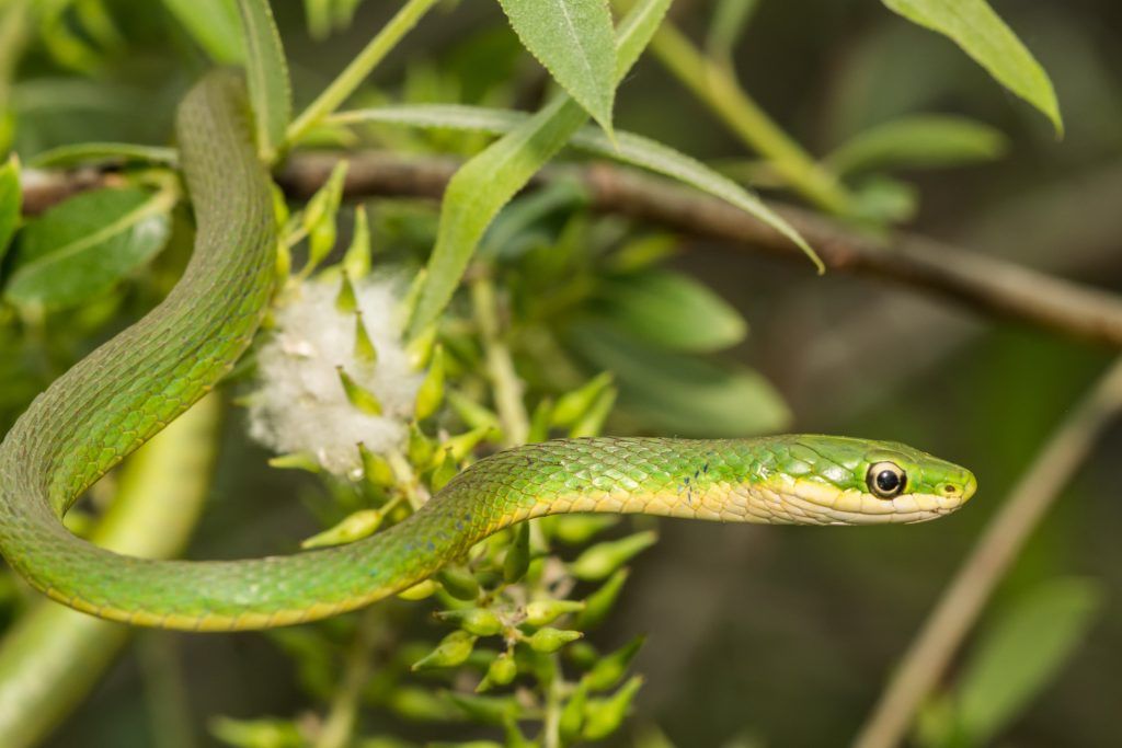 Rough green snake - Opheodrys aestivus 