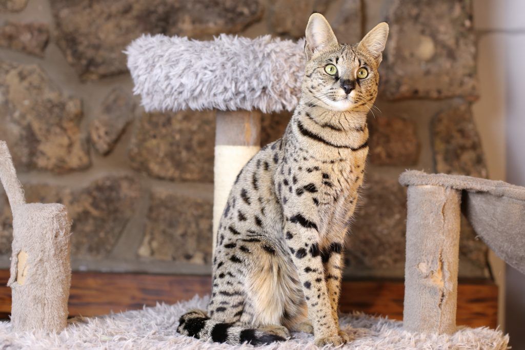 Beautiful savannah cat sitting next to a cat tree in its home