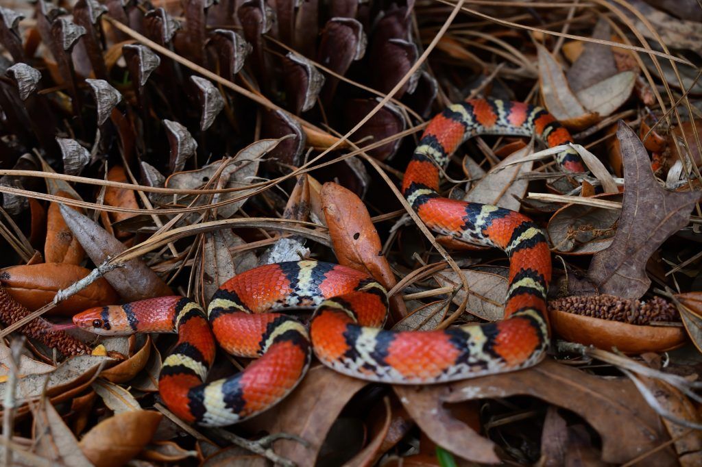 Scarlet Snake - Cemophora coccinea non-venomous snake found in Oklahoma