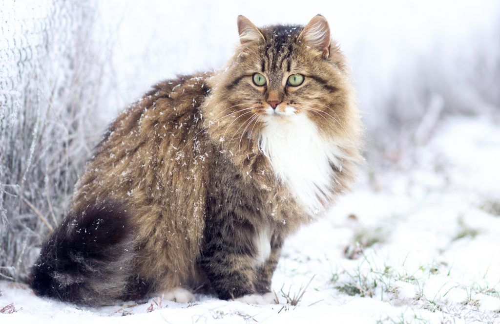 Siberian cat sitting in a snowy covered landscape