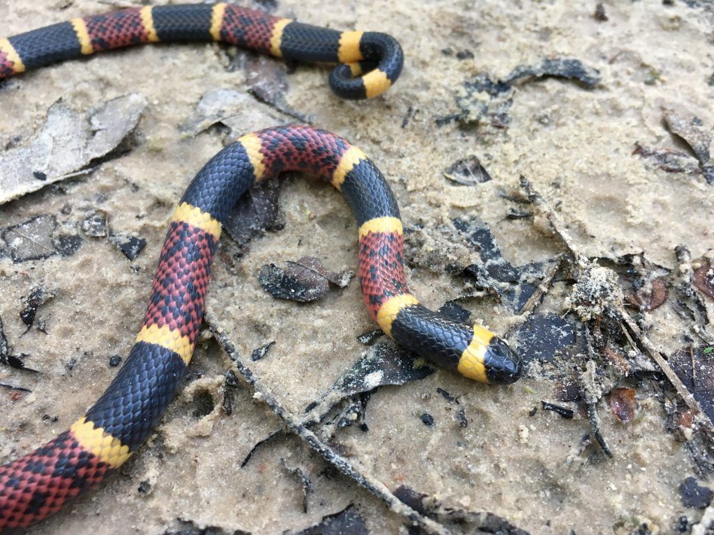 Texas coral snake - Micrurus tener venomous snake found in Texas and Oklahoma