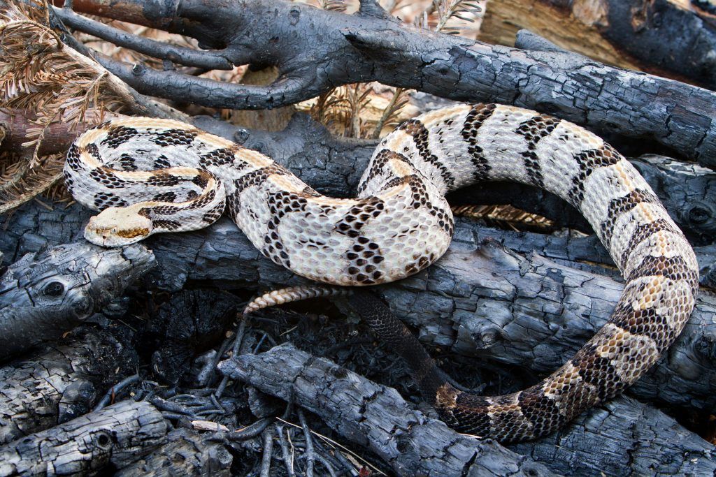 Timber Rattlesnake - Crotalus horridus veneomous snake found in Oklahoma basking on burnt logs