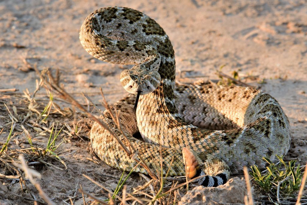 Western diamondback rattlesnake - Crotalus atrox venomous snake found in Oklahoma